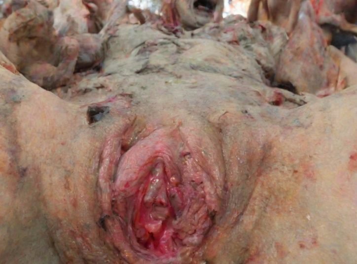 Zombie Vagina 2